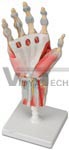 Hand Skeleton Model with Ligaments and muscles